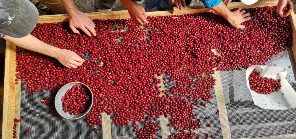 Management Summary: Transparenz auf der Kaffeewertschöpfungskette. Bachelor Arbeit von David Wistorf