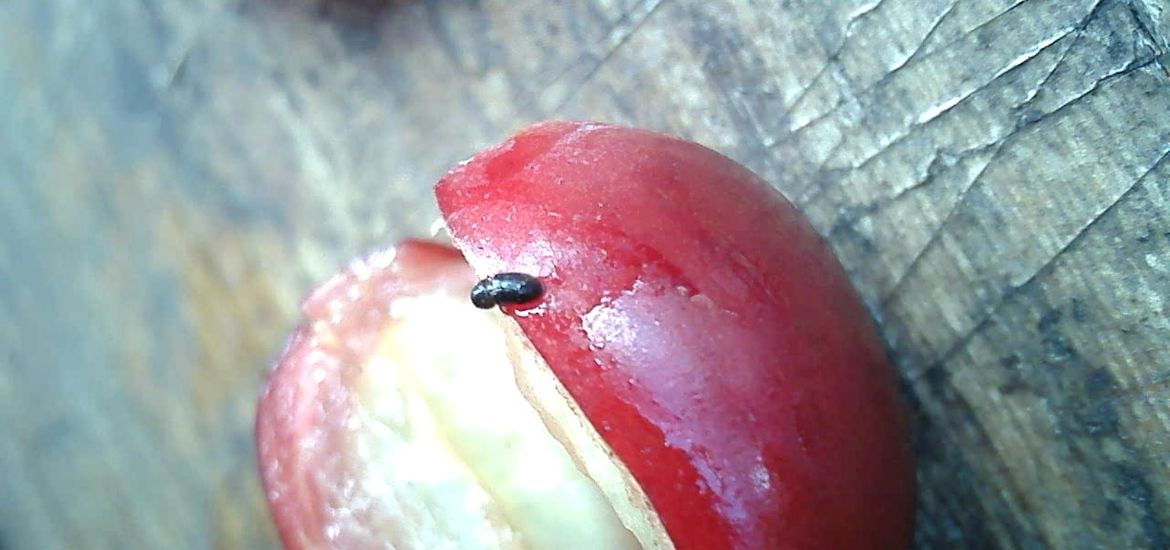 Kaffeebohrer (Broca) mit organischen Mitteln bekämpfen