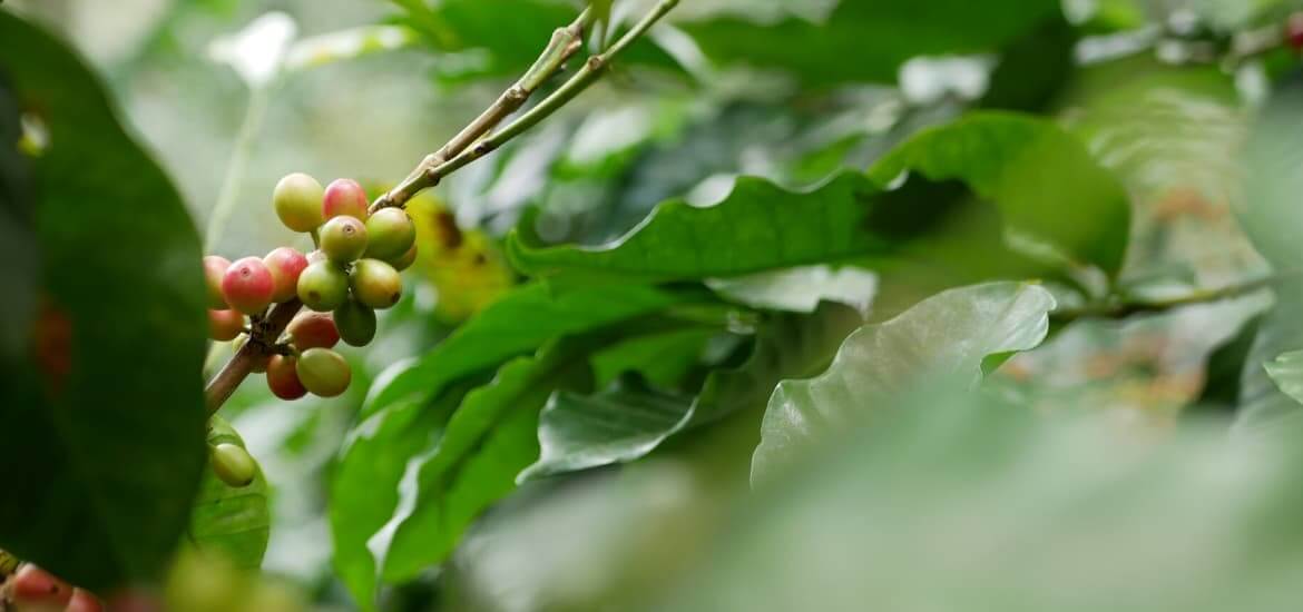 Bund beauftragt Kaffeemacher GmbH mit heimischem Kaffeeanbau