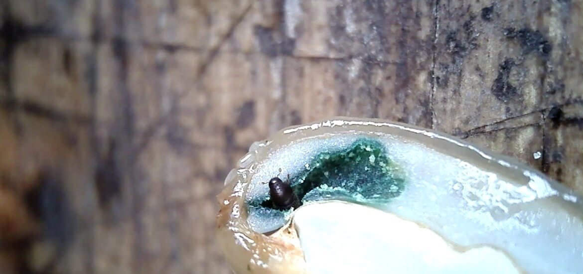 Kaffeebohrer, Broca, Coffee Berry Borer – Die Kaffeeplage