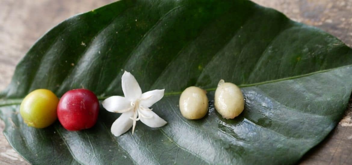 Robusta als Spezialitätenkaffee? Ein Plädoyer