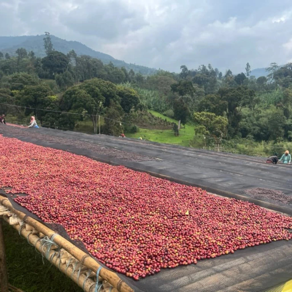 Cherrys Gara sole