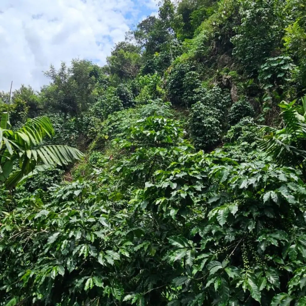 La Conserva – Espresso dal Guatemala