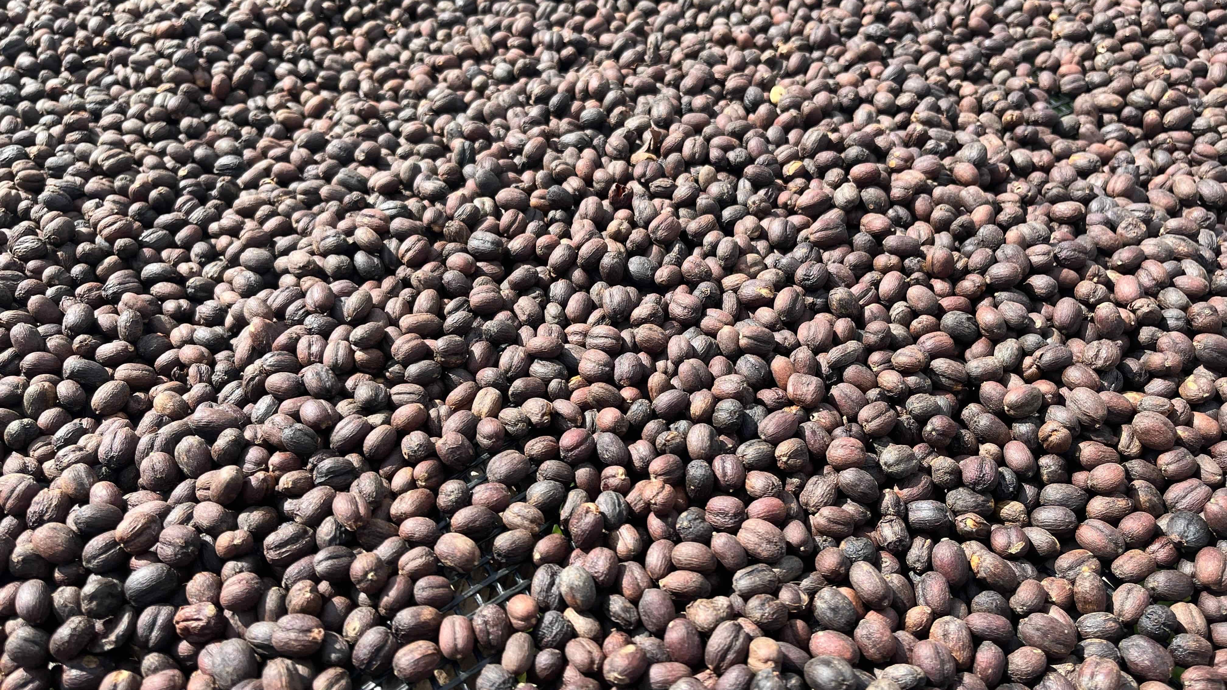 Hamasho, Espresso aus Äthiophien