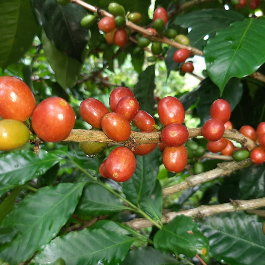 La Esperanza, Filter