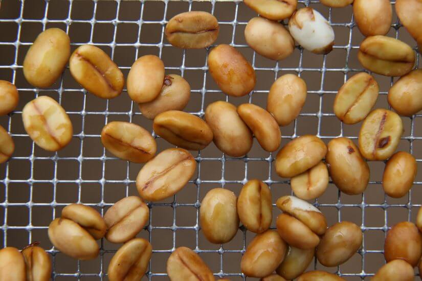 Kaffee und Fermentation. Alles, was Du wissen musst.