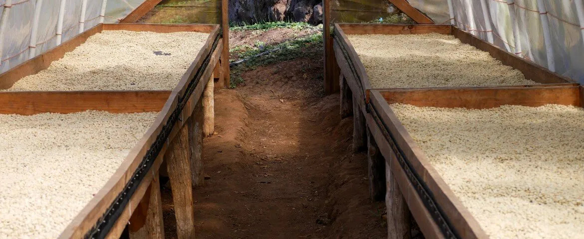 Was ist Spezialiätenkaffee? Eine alte und neue Definition