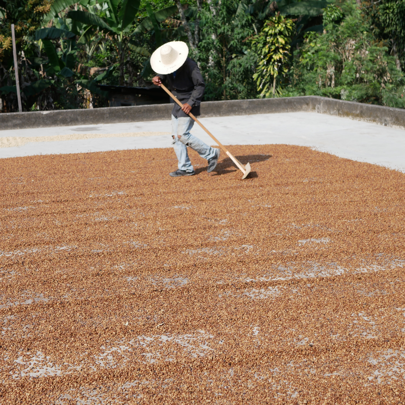 Black Honey Process 18 Conejo