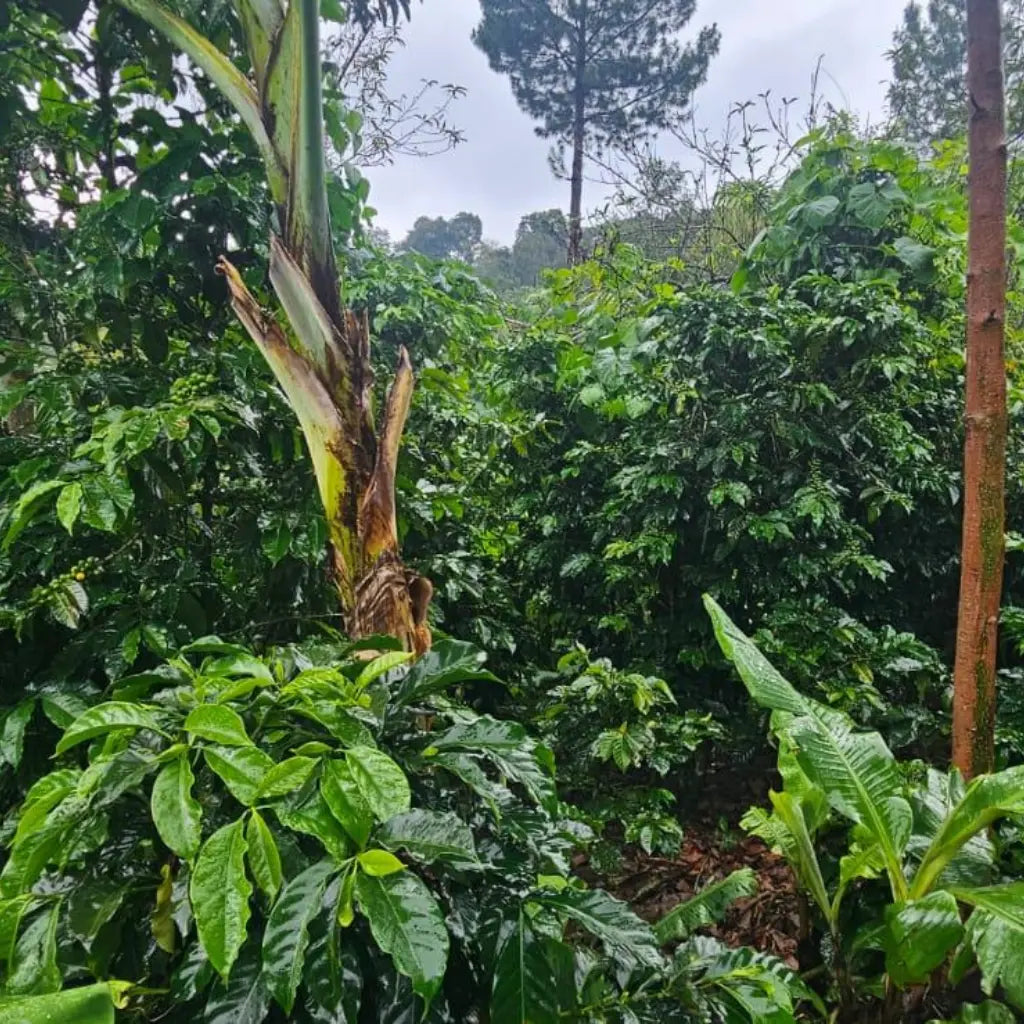 La Conserva – Espresso from Guatemala