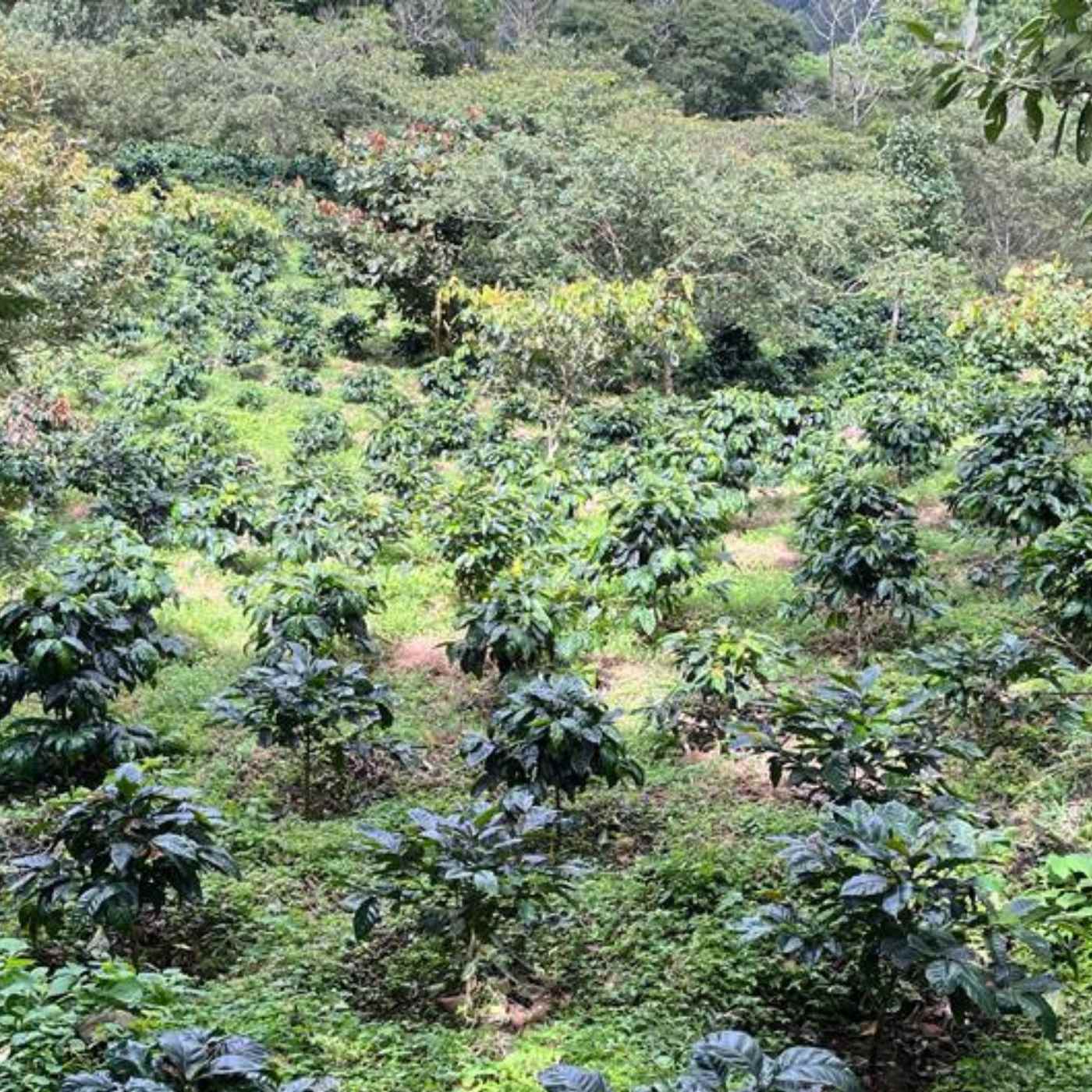 Mario, Filterkaffee aus Nicaragua