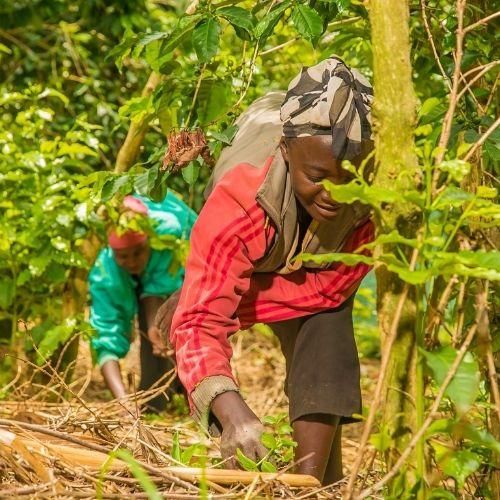 Furaha, Filter aus Ruanda