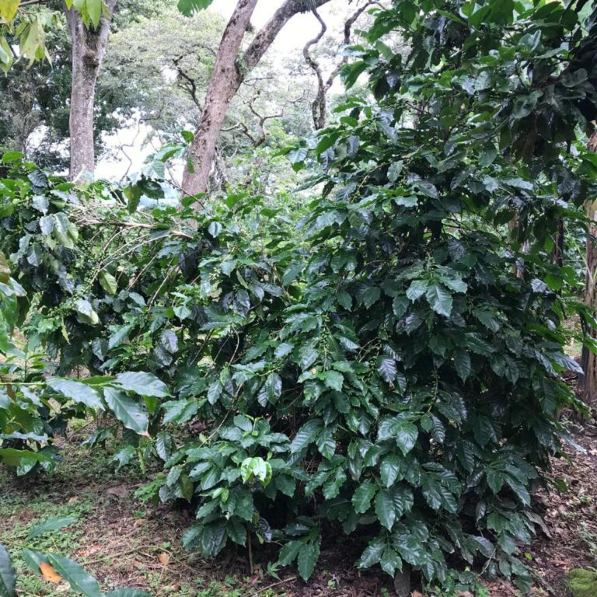 Dulce Marlen, Filter