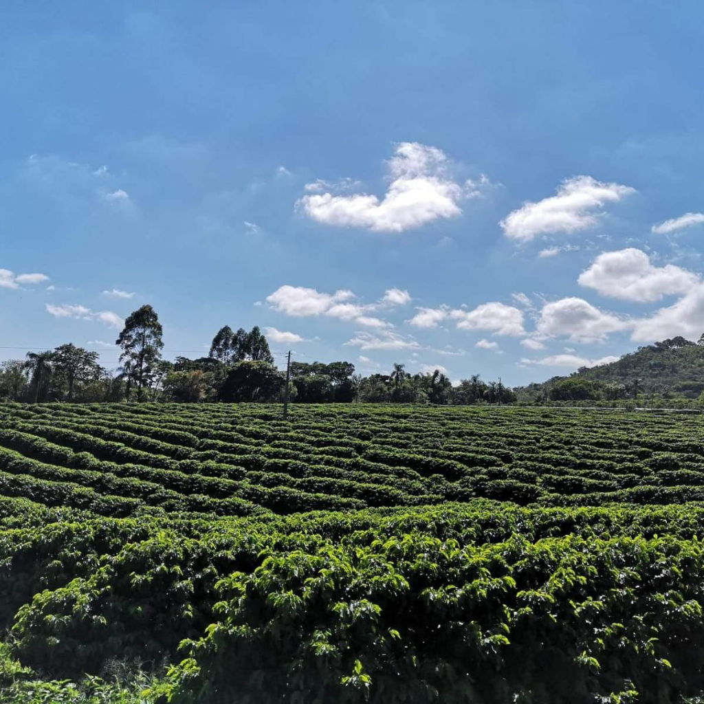 Rohkaffee: Brasilien, Apas