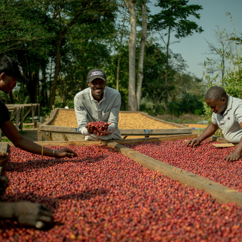 Rohkaffee: Mamy, Guinea