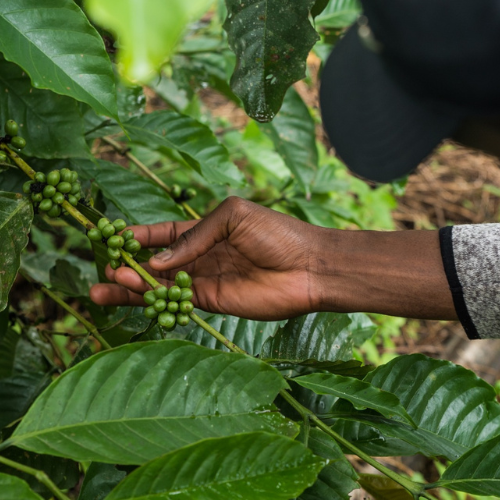 Rohkaffee: Mamy, Guinea